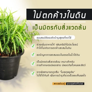 บำรุงไผ่ (1 แพ็ค 2 ซอง )ใช้กับต้นไผ่แมวเท่านั้น