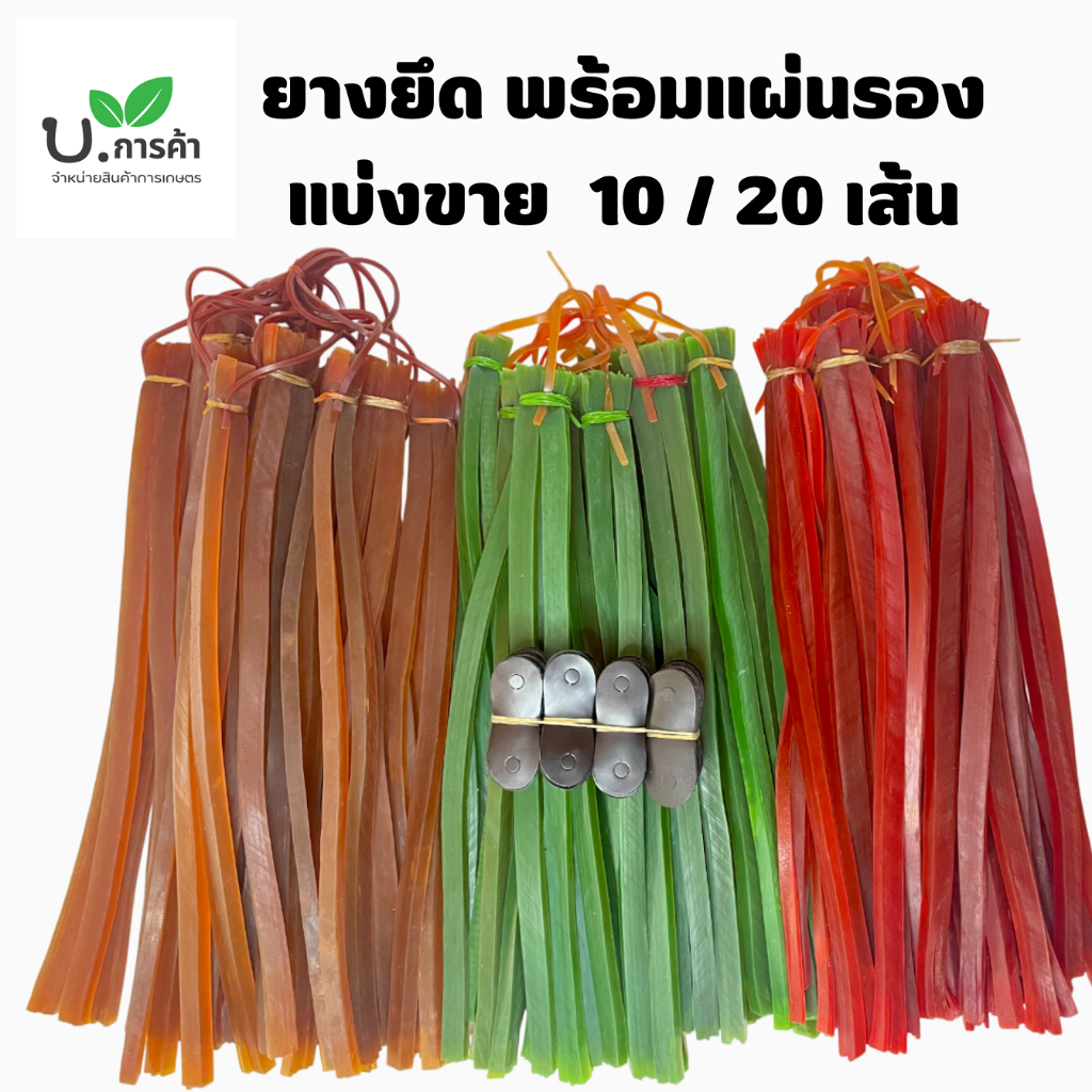 ยางหนังสติ๊ก มี2แบบ เส้นแบน เส้นเล็ก แพ็ค 10 - 20 เส้น ยาว50ซม. พร้อมหนังรอง