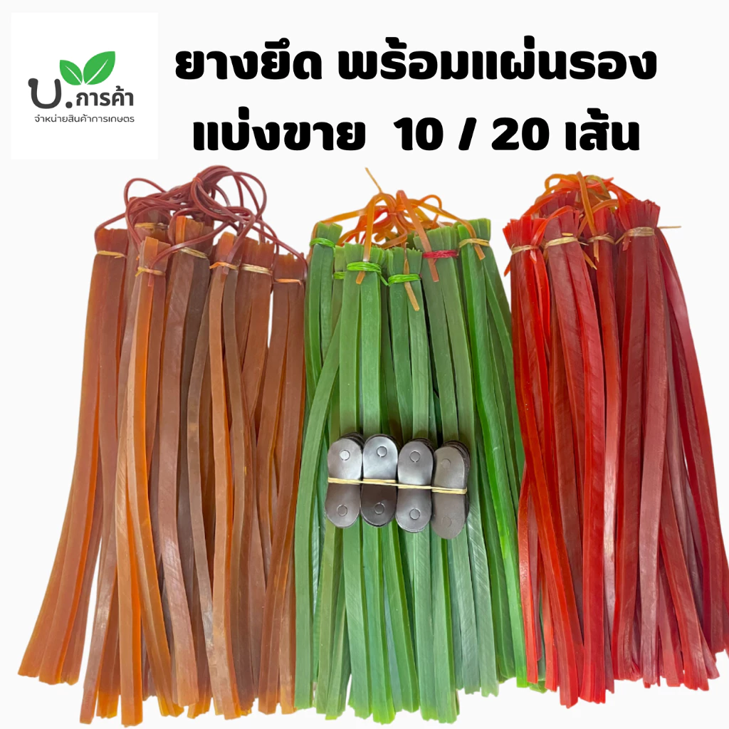 ยางหนังสติ๊ก มี2แบบ เส้นแบน เส้นเล็ก แพ็ค 10 - 20 เส้น ยาว50ซม. พร้อมหนังรอง