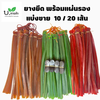 ยางหนังสติ๊ก มี2แบบ เส้นแบน เส้นเล็ก แพ็ค 10 - 20 เส้น ยาว50ซม. พร้อมหนังรอง
