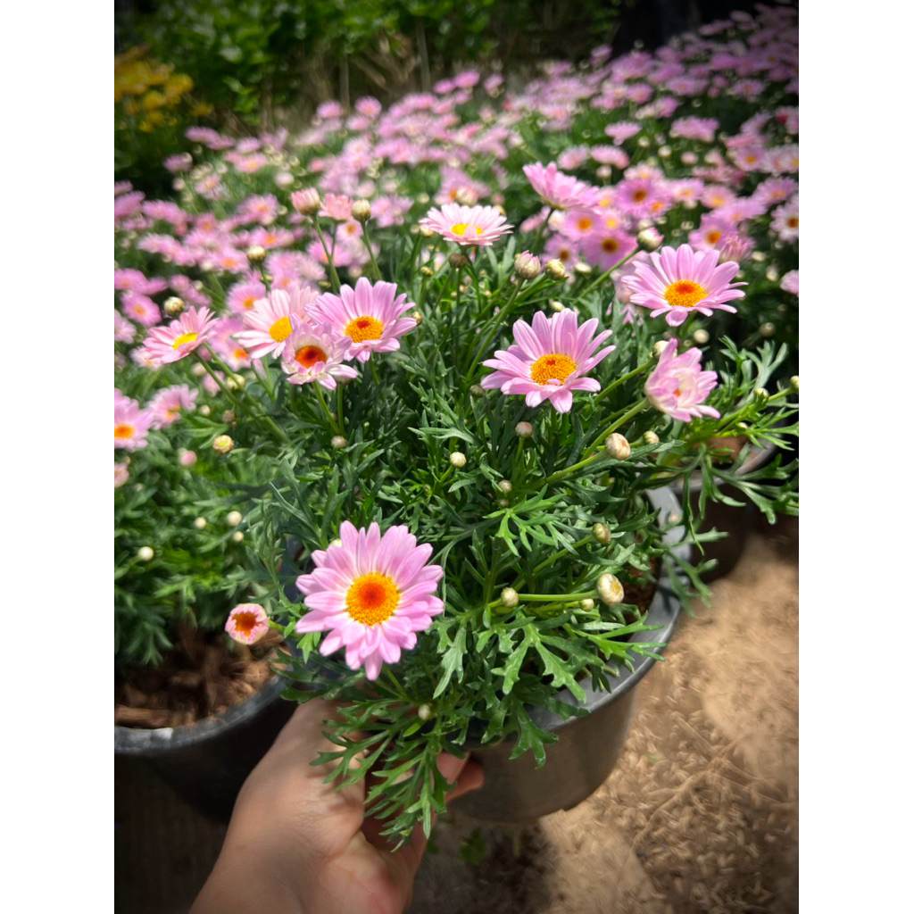 Pink Daisy / Pink Paris Daisy /Marguerite Daisies ปารีส เดซี่ ต้นเดซี่สีชมพู ไม้ดอก ไม้ประดับ ดอกไม้ทานได้