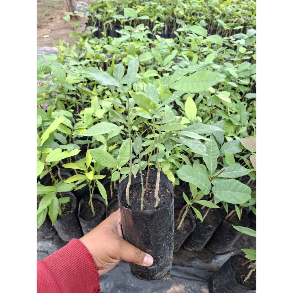ต้นผักหวานป่ายอดสีทอง (ชุด 1️⃣0️⃣ ถุง แถม 2️⃣) พร้อมพี่เลี้ยง 🌱1 ถุงมี 2-3 ต้น🍀