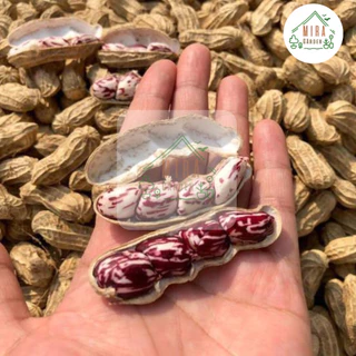 เมล็ดพันธุ์ถั่วลายเสือ 10 เมล็ด