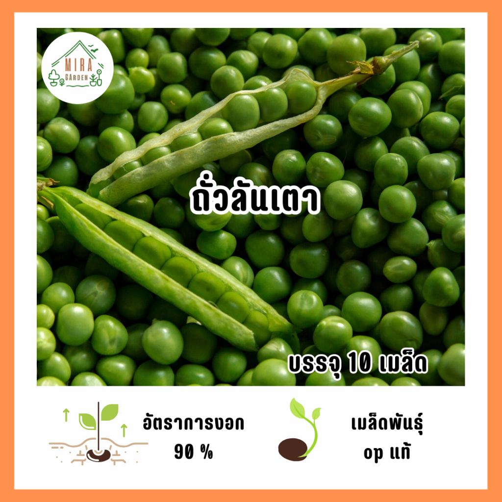 เมล็ดพันธุ์ถั่วลันเตา 10 เมล็ด