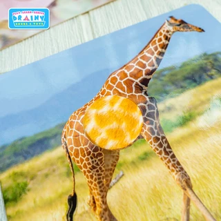BrainyToys แฟลชการ์ดเพื่อนสัตว์ขนนุ่มขนฟู มีขนสัตว์ทุกแผ่น พร้อมคำศัพท์ 3 ภาษา ฝึกเขียนได้ (15 แผ่น)