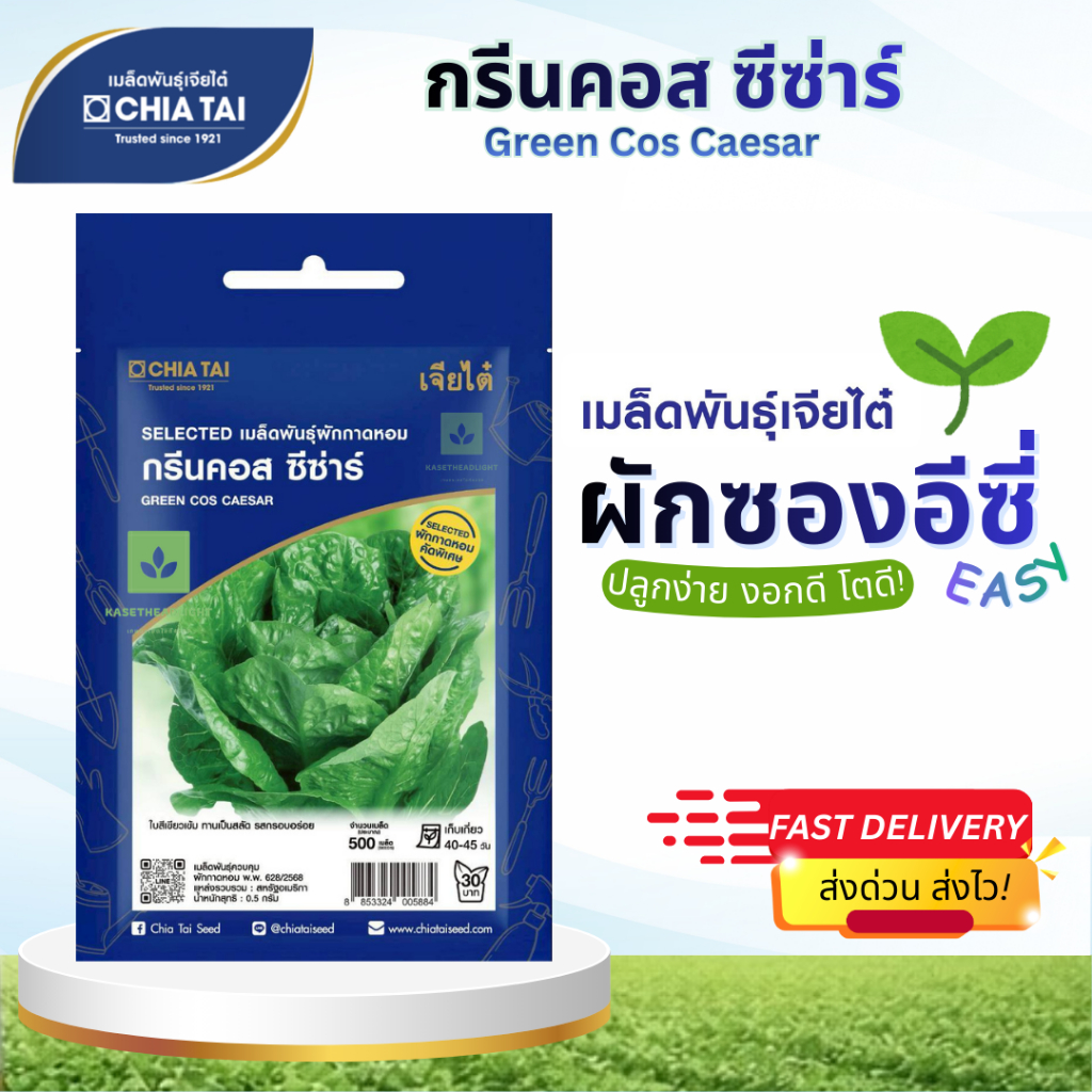 Easy เมล็ดพันธุ์ผักสลัด กรีนคอส ซีซ่าร์ 500เมล็ด เจียไต๋ Green Cos Caesar