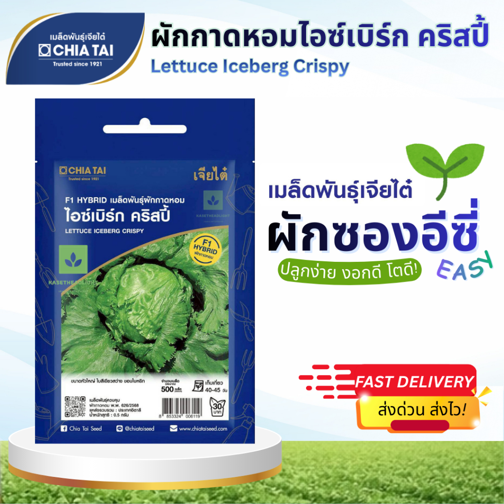 Easy เมล็ดพันธุ์ผักสลัด ผักกาดหอม ไอซ์เบิร์ก คริสปี้ 500เมล็ด เจียไต๋ Lettuce Iceberg Crispy