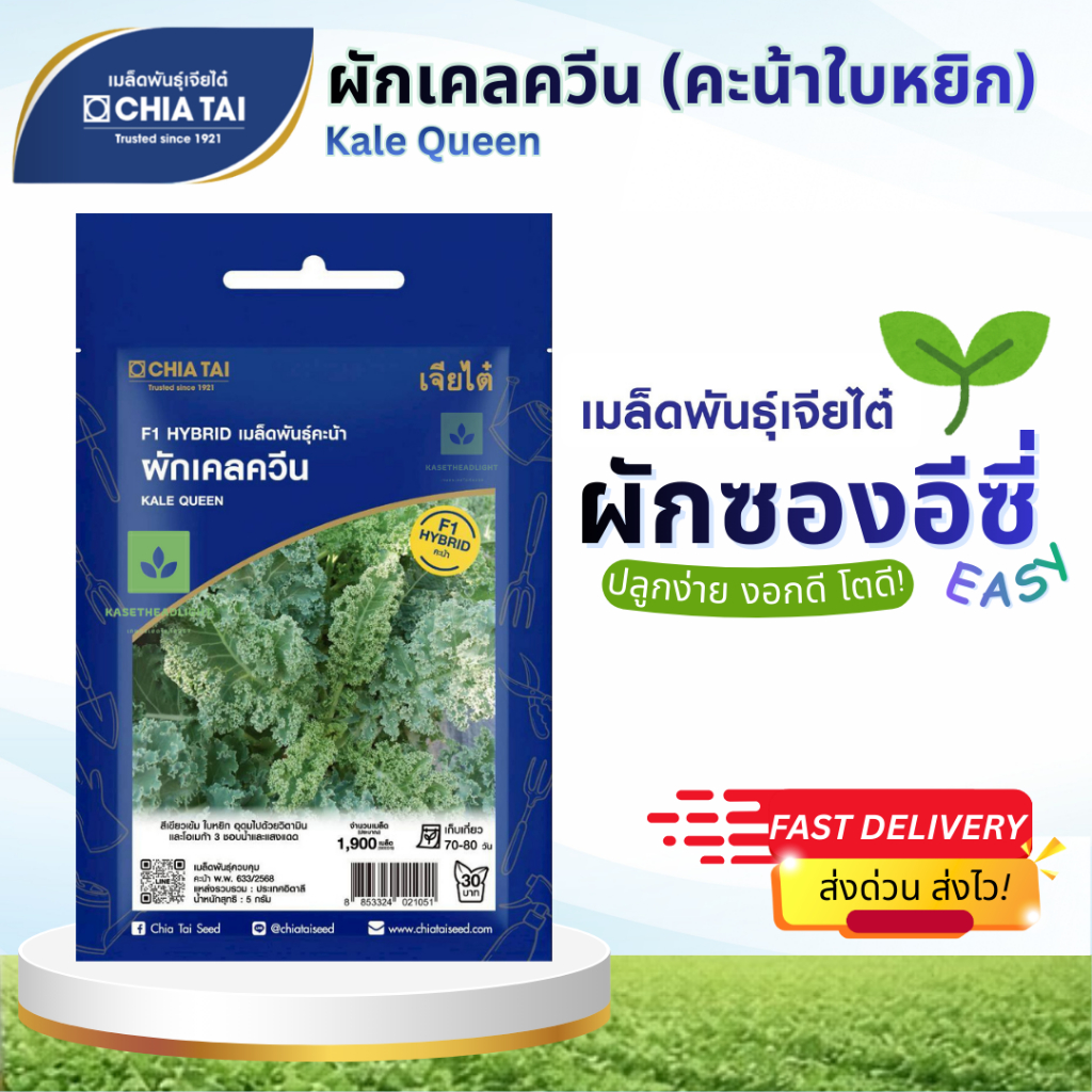 Easy เมล็ดพันธุ์ เคล ควีน 5กรัม คะน้าใบหยิก เจียไต๋ Kale Queen Seed