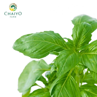 ต้น อิตาเลี่ยน เบซิล ออร์แกนิค Organic Italian Basil