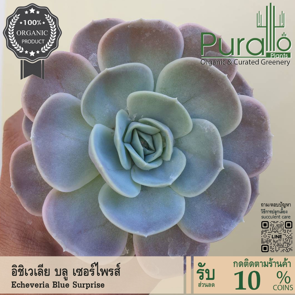ต้นไม้อวบน้ำ กุหลาบหิน อิชิเวเลีย บลู เซอร์ไพรส์ Echeveria Blue Surprise #กระถาง #เมล็ดพันธุ์