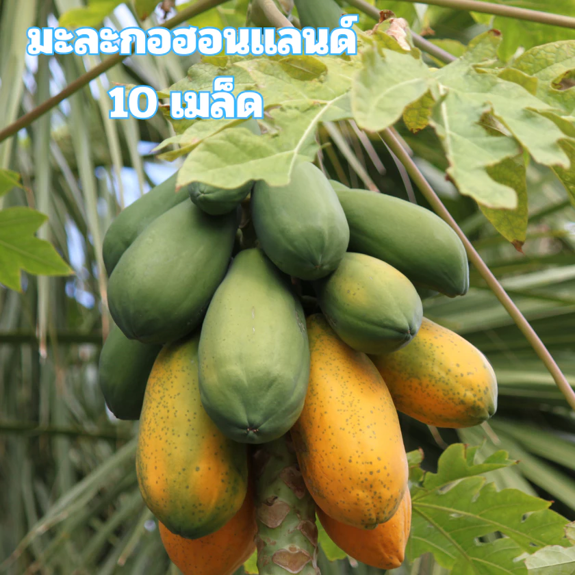 เมล็ดพันธุ์มะละกอฮอลแลนด์ 10 เมล็ด