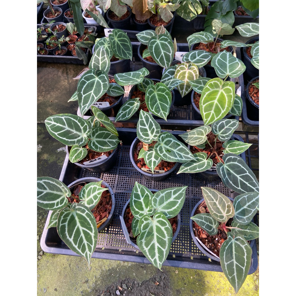 หน้าวัวใบไฮบริด Anthurium hybrid  ไม้เพาะจากเมล็ด No ID