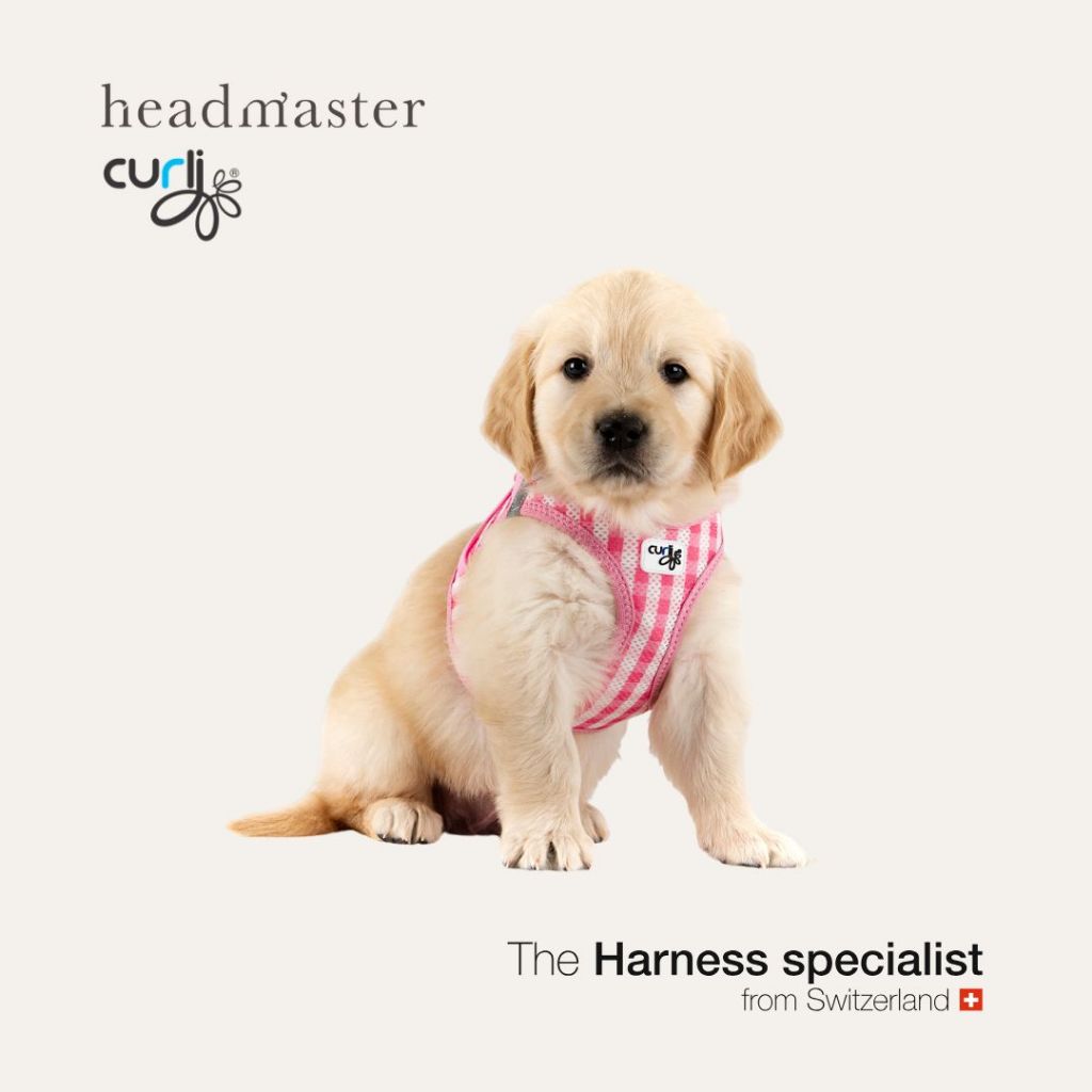 curli Vest Harness Puppy Set ชุดสายรัดอก สำหรับลูกสุนัข