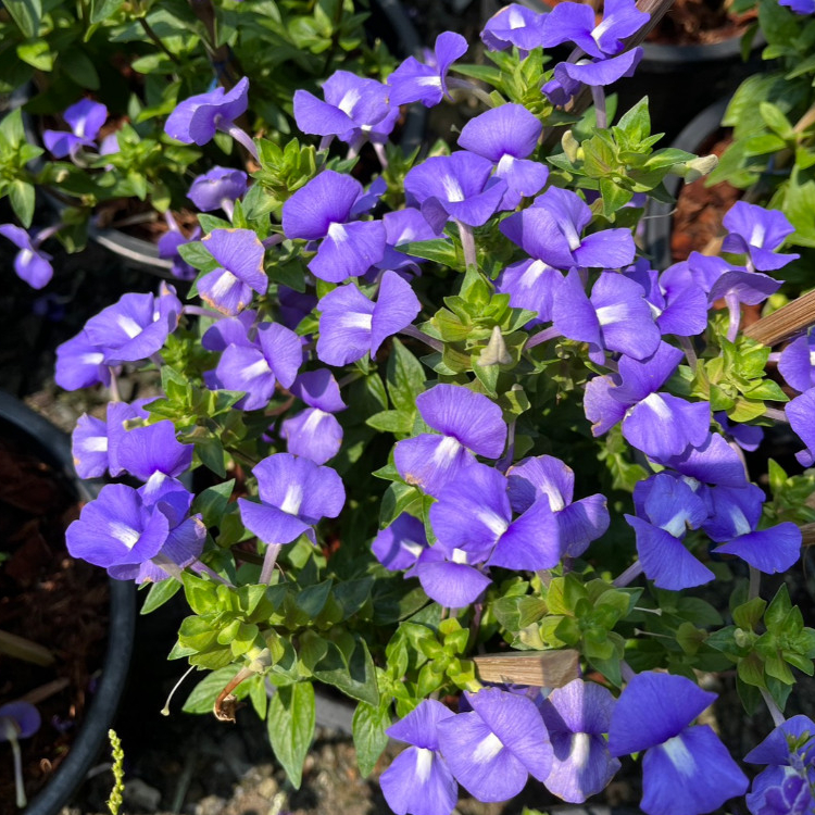 ต้นบลูฮาวาย ไม้พุ่มดอกสีม่วงอมน้ำเงินสวยมาก ให้ดอกทั้งปี Blue Hawaii, Brazilian Snapdragon