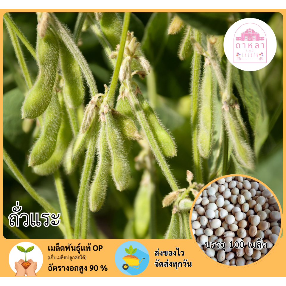 เมล็ดพันธุ์ถั่วแระ 100 เมล็ด