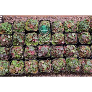 ไมโคร บีโกเนีย สตอเบอรี่ (Micro Strawberry Begonia) ต้นไม้ชื้น บีโกเนีย ขนาดจิ๋วที่สุด สุ่มต้น สวยทุกต้น