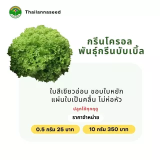 เมล็ดพันธุ์ผักสลัด กรีนโครอล พันธุ์กรีนบับเบิ้ล ( ขนาด 0.5 กรัม ) ( เมล็ดเปลือย ) รหัสสินค้า 3012