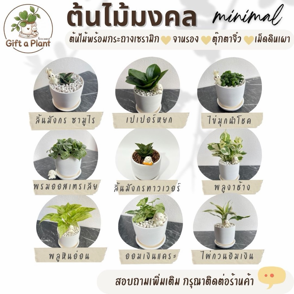 ต้นไม้มงคล พร้อมกระถาง ตั้งโต๊ะทำงาน ต้นจริง ไม้มินิมอล ฟอกอากาศ พร้อมส่ง