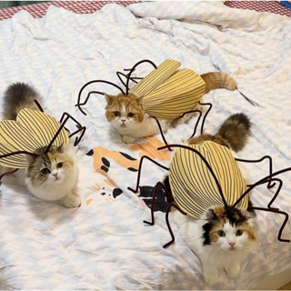 AL-2300 เสื้อผ้าแมว ชุดแมลงสาบ คอสเพลย์แมว ชุดแปลงร่าง งานฝี…