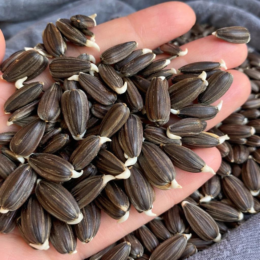 เมล็ดทานตะวัน (สำหรับปลูกต้นอ่อน 1 Kg)