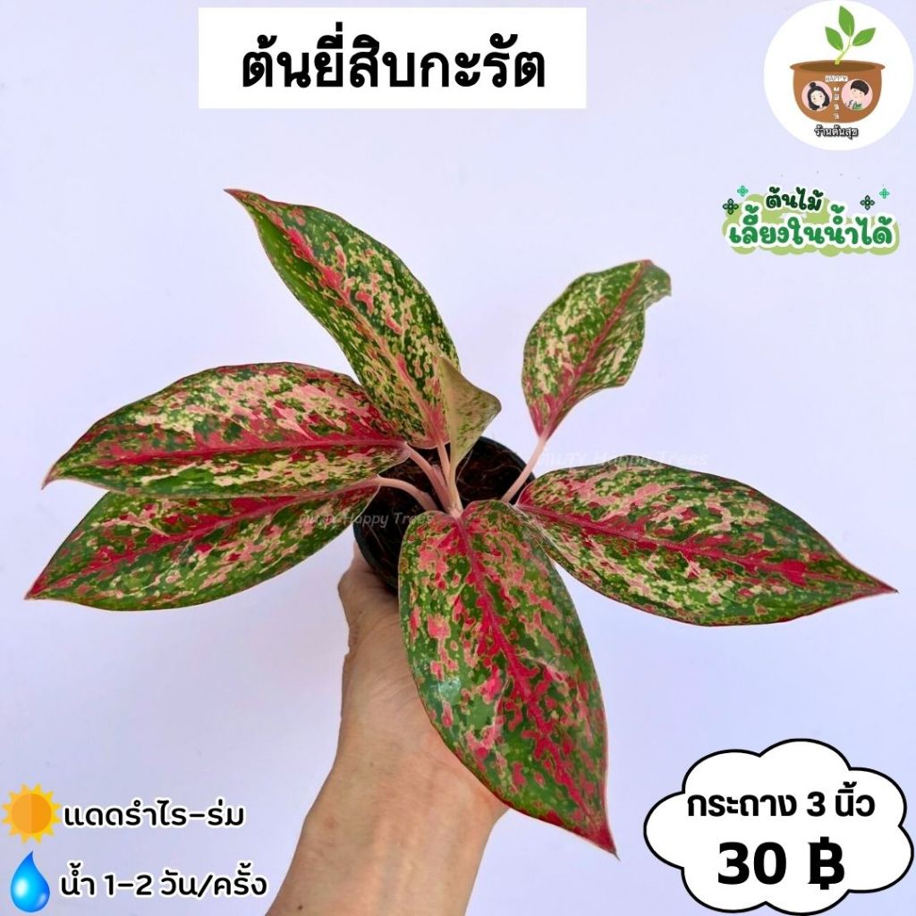 ต้นยี่สิบกะรัต จัดส่ง 2 ต้นขึ้นไป คละต้นกับต้นอื่่นได้