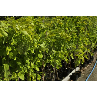 [พร้อมส่ง] ต้นทองนพเก้า ต้นชะแมบทอง (Horse Bush) ใบสีทองไม้มงคล สูง100cm
