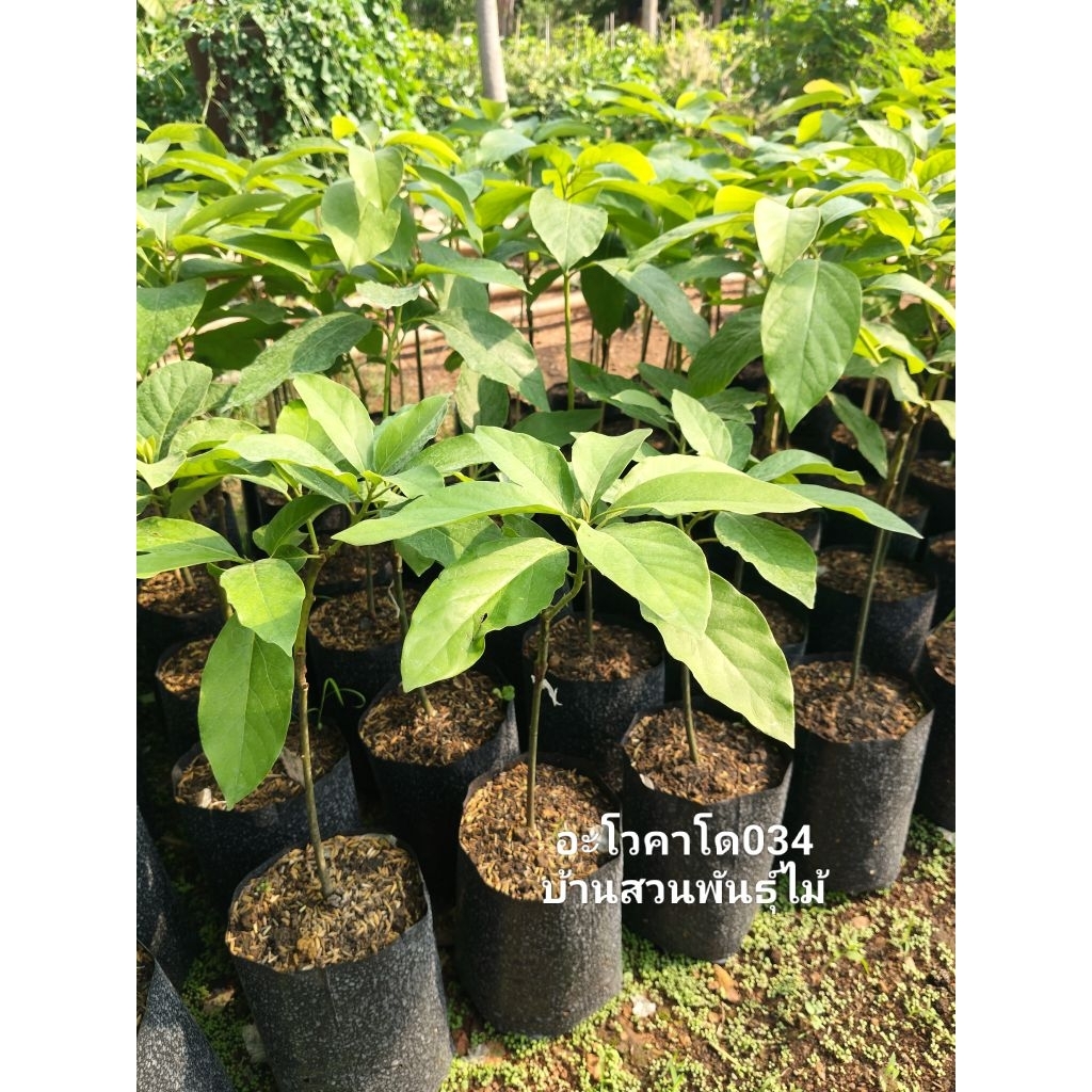 ต้นอะโวคาโด034 ต้นขนาด60-70ซม.