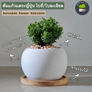 ต้นแก้วญี่ปุ่นแคระ Murraya paniculata (L.) Jack. พร้อมกระถาง+จานรอง+หินกรวด PLANT FOR YOU
