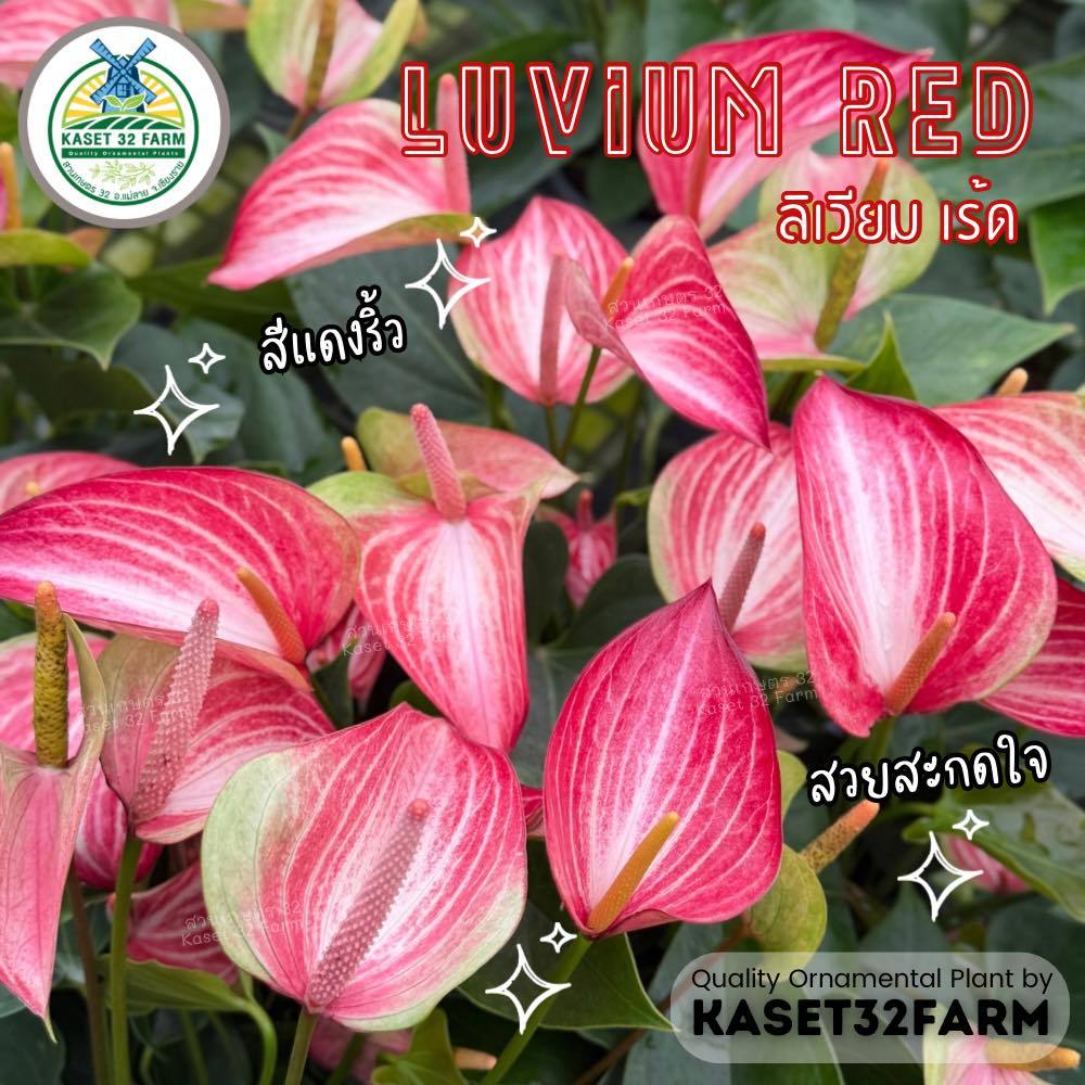ต้นหน้าวัว (Pot Anthurium) หน้าวัว ต้นไม้ฟอกอากาศ Limited Edition หน้าวัวฮอลแลนด์ สายพันธุ์พิเศษ