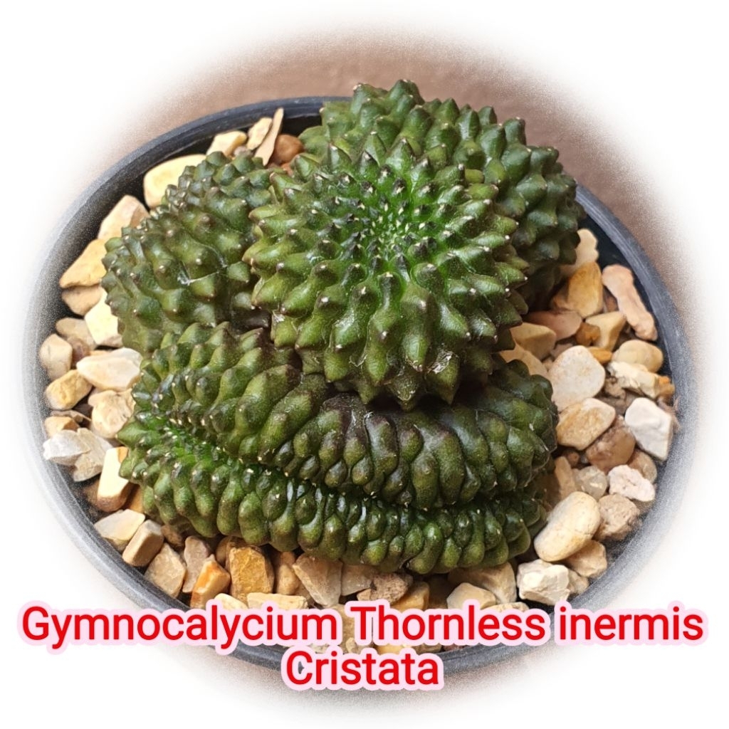 ยิมโนไร้หนาม คริส Gymnocalycium Thornless inermis Cristata แคคตัส กระบองเพชร ไม้เมล็ด ส่งทั้งกระถาง