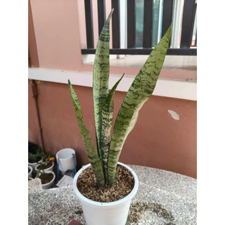 🌿 ลิ้นมังกร ไม้มงคล ฟอกอากาศ ปลูกง่ายมาก! 🌿 30-80 CM