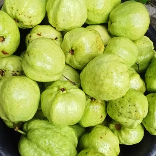 🇹🇭Oishi-fresh🍐ฝรั่งกิมจูเนื้อแดง ปลอดสารพิษ รสชาติกรอบ สด ใหม่ ใยอาหารสูง หวานออร์แกนิค เคลมได้ 1-2 วัน