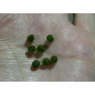 marimoมาริโมะเบบี้จิ๋ว ขนาด0.5cm น่ารักสายพันธุ์ โตไวขนสวย