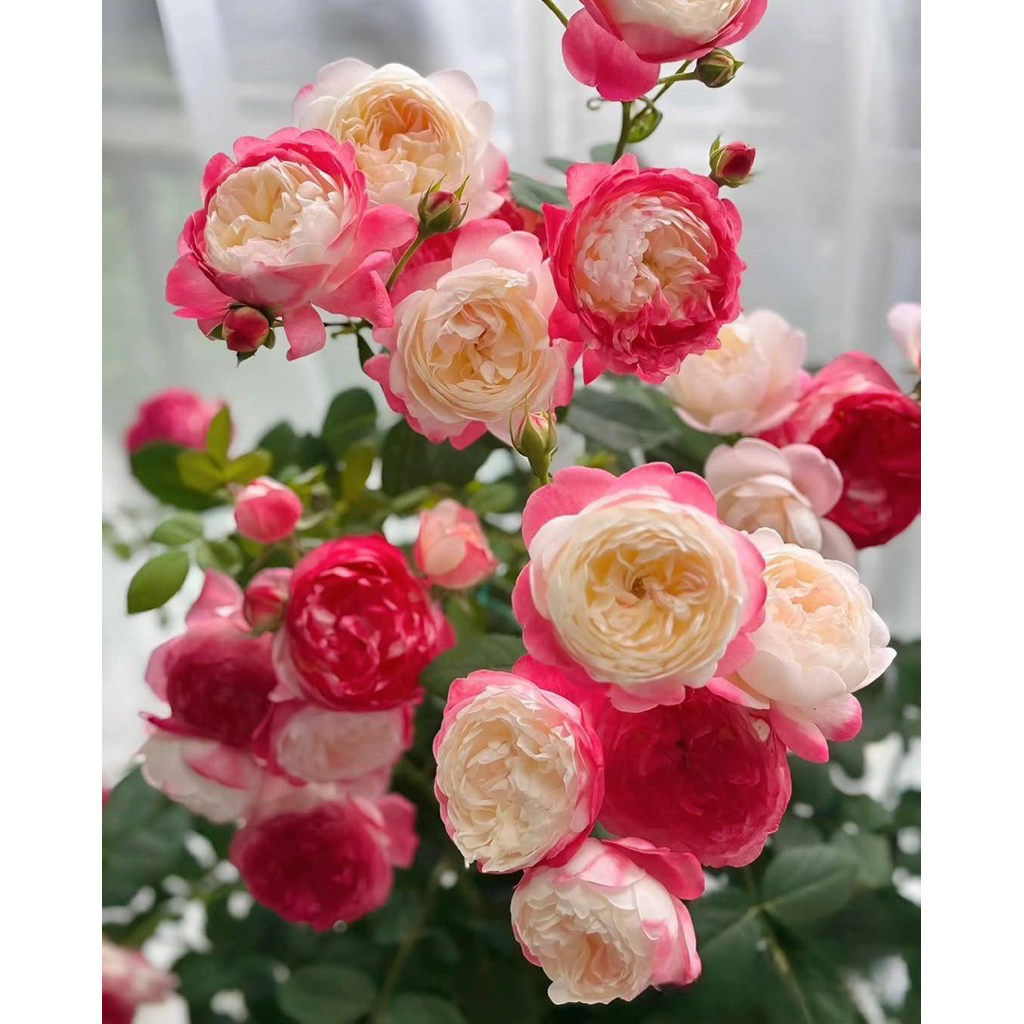 ทาทามิรูม.Tatami Room .  กุหลาบยี่ปุ่นพันธุ์พุ่มญี่. ดอกรูปร่างกลม สีสันสวยงาม