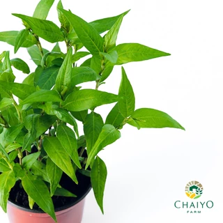 ต้นผักไผ่ หรือ ต้นผักแพว ออร์แกนิค Vietnamese coriander (Organic) กระถาง 4 นิ้ว และ 6 นิ้ว