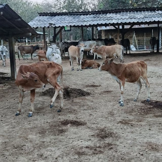 ปุ๋ยมูลวัวแท้ 100% จากธรรมชาติไร้กลิ่นคุณภาพสูง 🐄ช่วยปรับปรุงดินพืชโตไวแข็งแรง( ซื้อ 10 แถม 2 )โปรคุ้มๆ