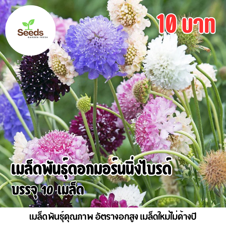 เมล็ดพันธุ์ดอกมอร์นนิ่งไบรด์ บรรจุ 10 เมล็ด