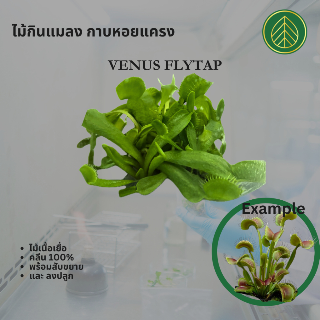 ไม้เนื้อเยื่อ กินแมลง กาบหอยแครง (Venus Flytrap)