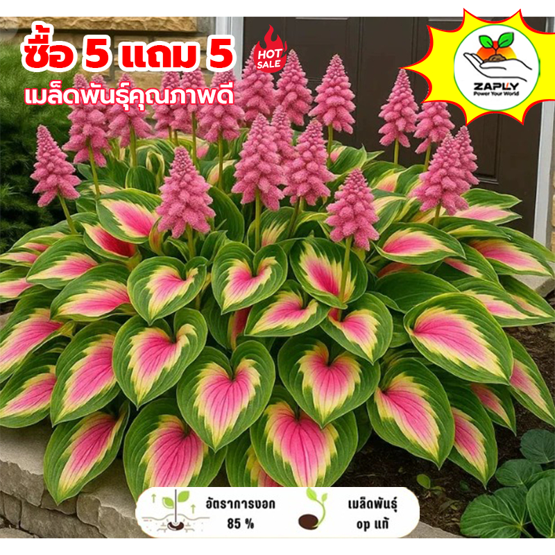 【ซื้อ 5 แถม 5 ฟรี】เมล็ดพันธุ์ดอกยูซันใบสี 100 เมล็ด สีผสม เมล็ดพันธุ์ไม้ประดับกระถาง ดอกหงส์ขาว