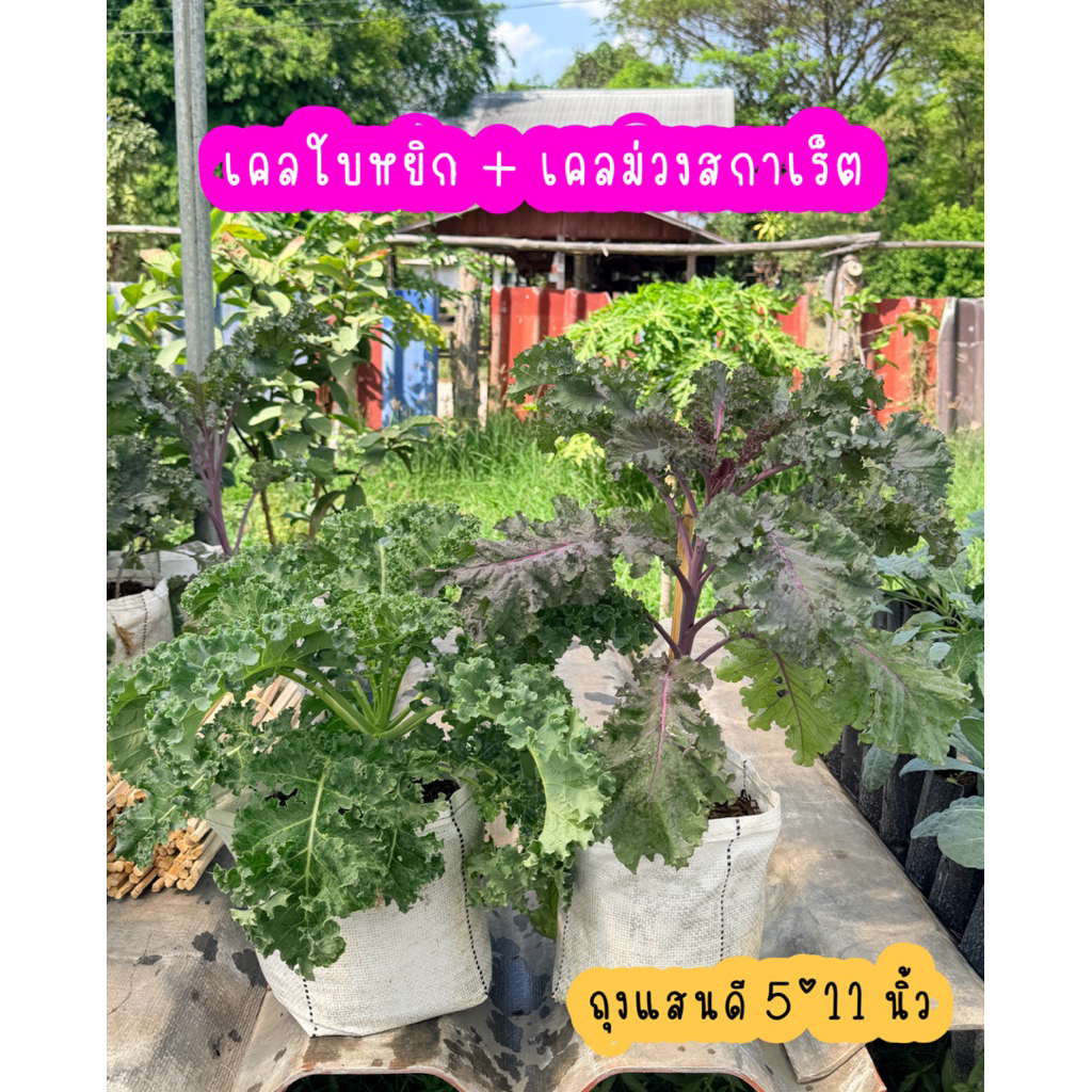 ต้นเคลต้นใหญ่พร้อมทาน  ถุงแสนดี5*11นิ้ว