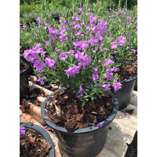 ดอกนีออนแคระะไต้หวันดอกดก 1 ต้น 1 ถุงดำปักชำต้นส่งขนาดเล็ก