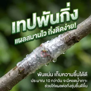 เทปพันกิ่งไม้ เทปPE อย่างดี ยาว 200 เมตร หน้ากว้าง 4 /6 /10 cm. พันง่าย ไม่ต้องผูกปม กันน้ำ กันเชื้อรา