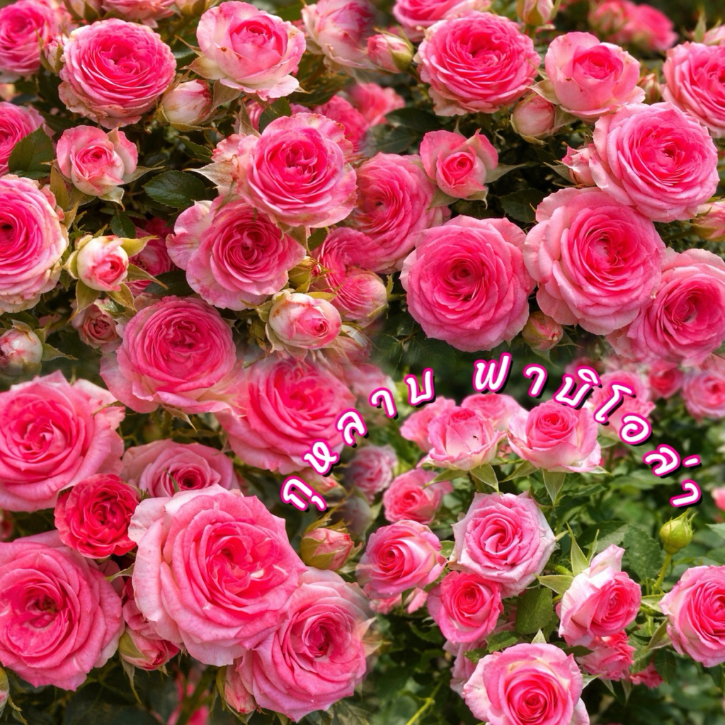 กุหลาบ ฟาบิโอล่า (Fabiola Rose) ดอกทรงป้อมกลม กลีบดอกด้านนอกสีชมพูอ่อน ด้านในสีชมพูเข้ม ออกดอกเป็นช่อดก บานทนนานนับเดือน