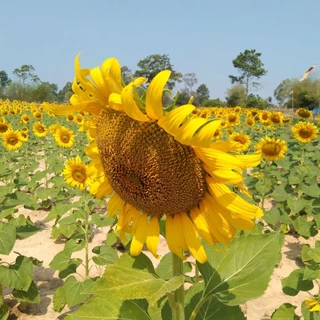 เมล็ดพันธุ์ทานตะสายพันธุ์อะควาร่า6(50เมล็ด)เเบ่งขายราคาถูกมาก จากไร่โดยตรง ดอกใหญ่ สีเหลืองสวยงาม ทนเเล้งให้ผลผลิตสูง