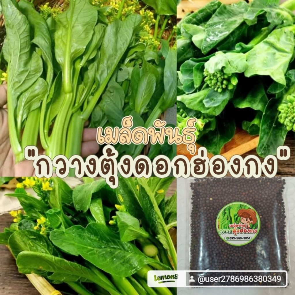กวางตุ้งดอกฮ่องกง3,000เมล็ด39บาทซื้อ2เเถม1ซอง