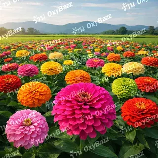 เมล็ดดอกบานชื่น 200 เมล็ด คละสี ดอกใหญ่ สีสด ปลูกง่าย โตไว ออกดอกเร็ว ปลูกในกระถางและแปลง