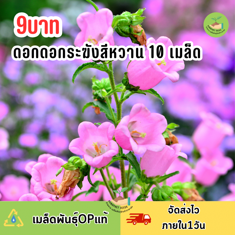 เมล็ดพันธุ์ดอกระฆังสีหวาน 10 เมล็ด