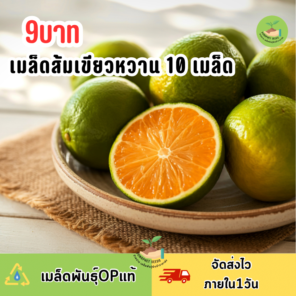 เมล็ดพันธุ์ส้มเขียวหวาน 10 เมล็ด