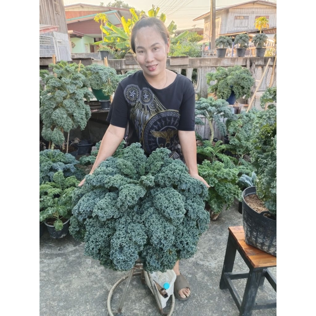 เมล็ดพันธุ์เคลพุ่มเตี้ยสายพันธุ์ (Groen koraal kale F1)