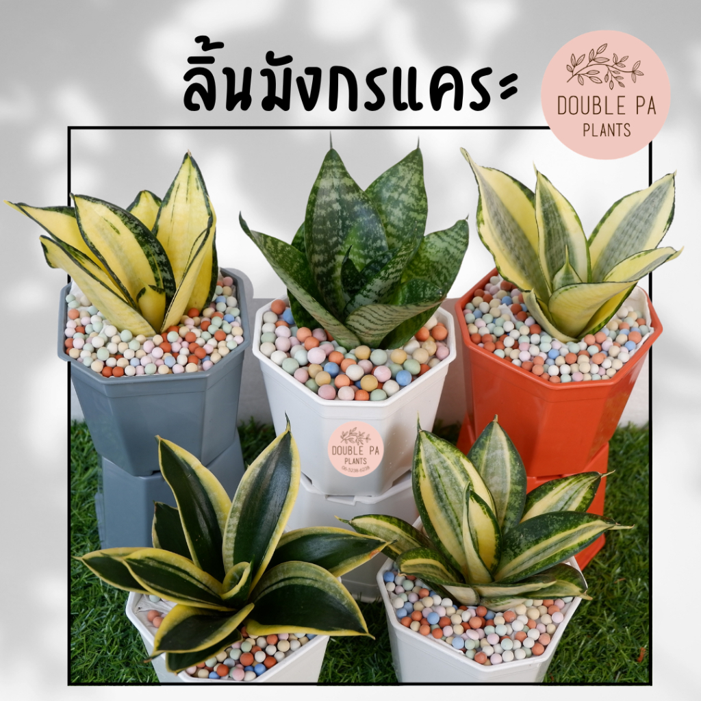ต้นลิ้นมังกรแคระมี 8 พันธุ์ ส่งพร้อมกระถาง ไม้มงคล ไม้ฟอกอากาศเลี้ยงง่าย ฟรี! เม็ดPopper ทุกกระถาง